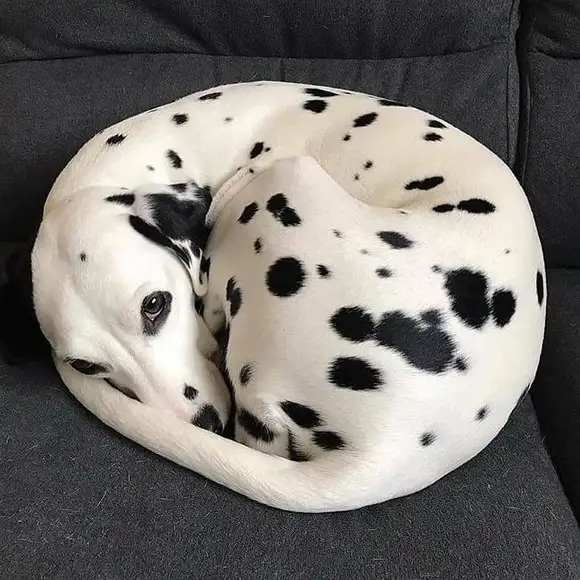 köpeks (25).webp