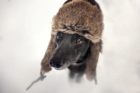 köpeks (26).webp