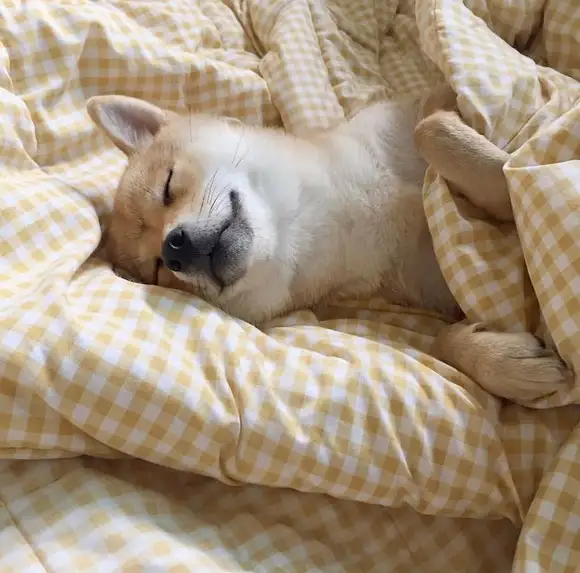 köpeks (6).webp