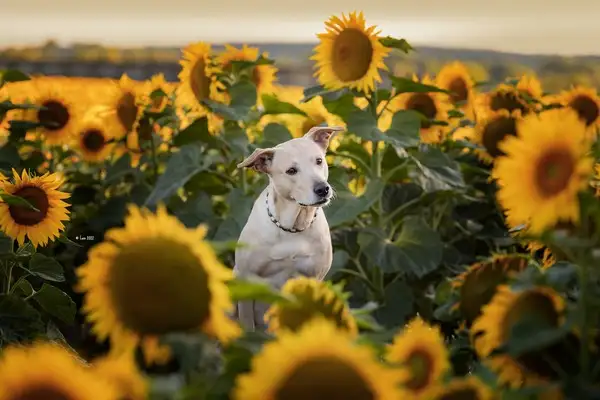 köpeks (7).webp