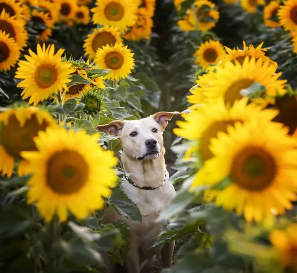 köpeks (8).webp