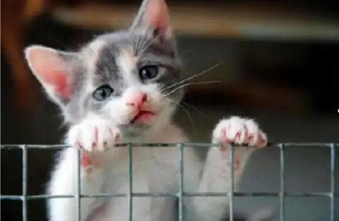 Kopyası kedi443948.webp