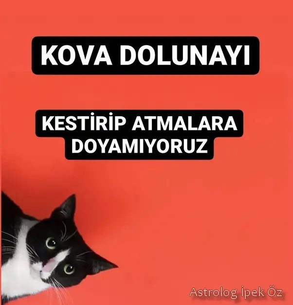 kova0 (1).webp
