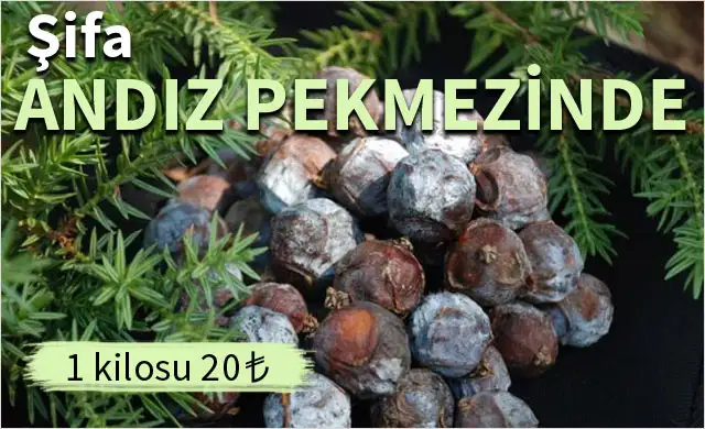 kozalaktan-gelen-sifa-5098856.webp
