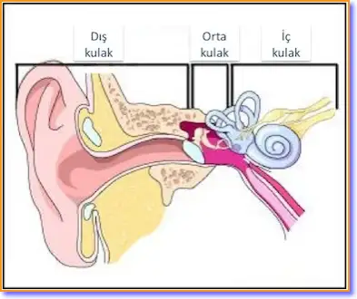 kulak-2.webp