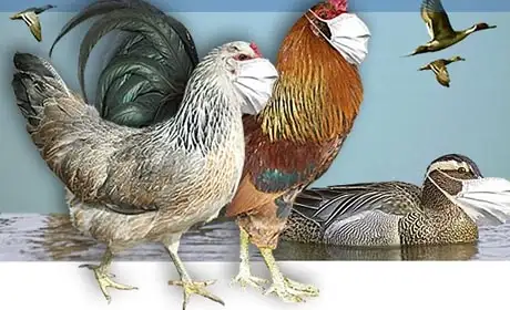 kuş-gribi-avcılık1.webp