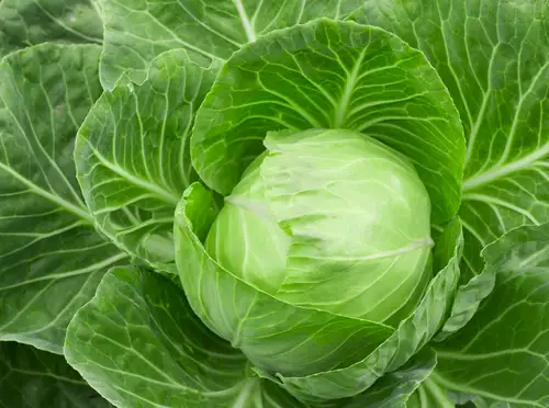 Lahana_Yapragi_ile_Horlama_Tedavisi.webp