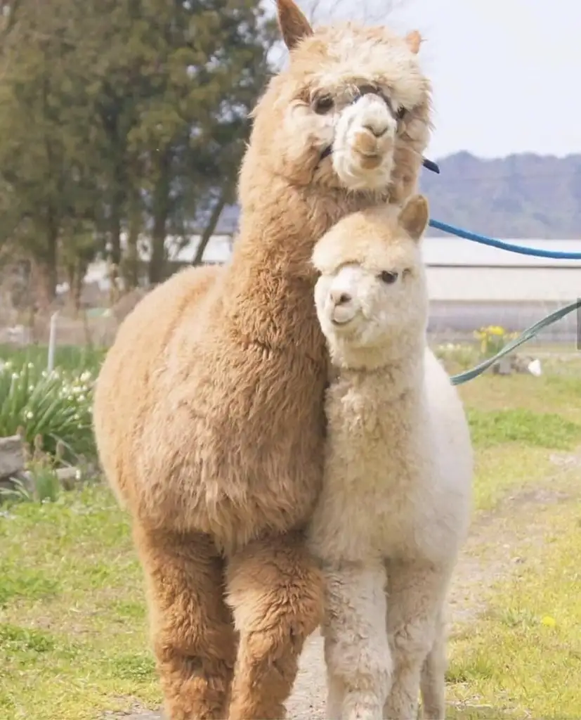 lama.webp