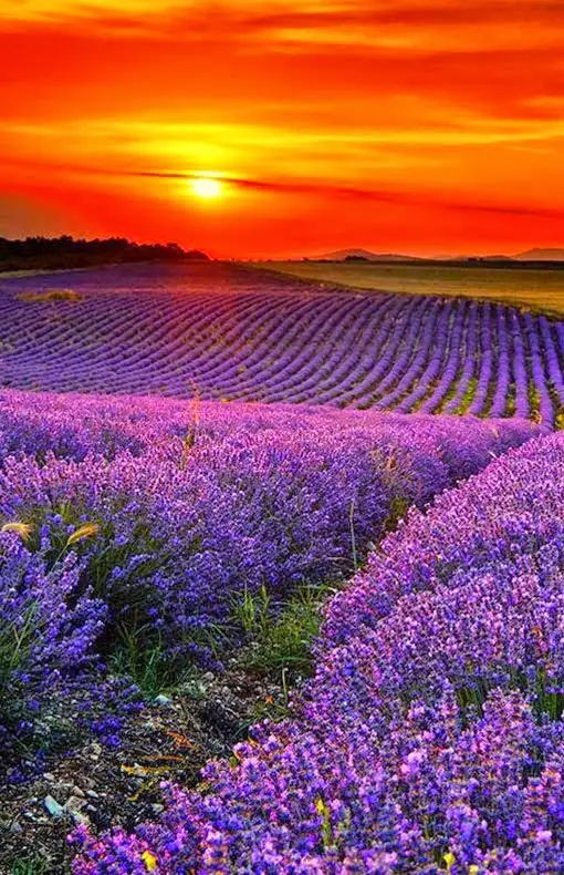 Lavender fields.webp