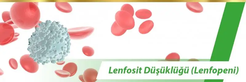 lenfosit-dusuklugu-2-278855.webp