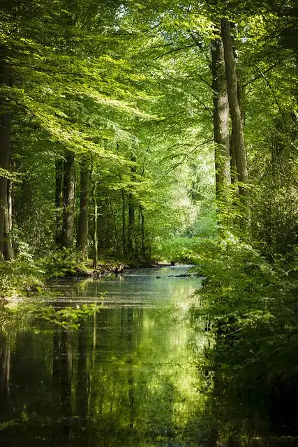 Lentebos.webp
