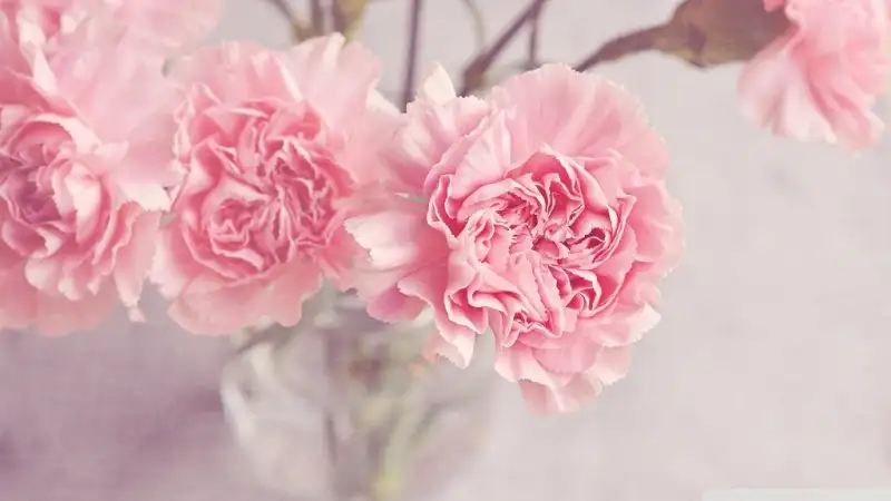 light_pink_carnations_flowers_in_a_vase-wallpaper-1024x576.webp