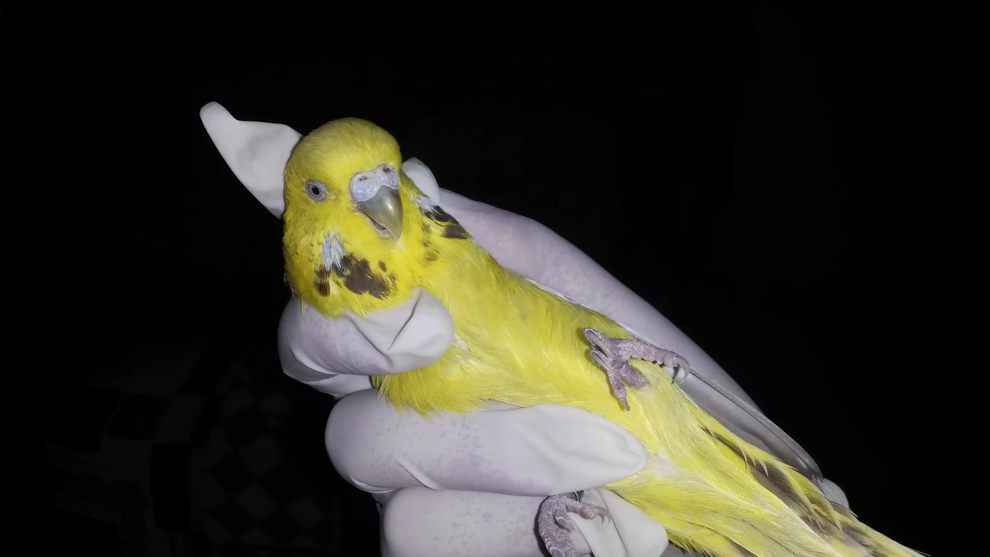 limon.webp
