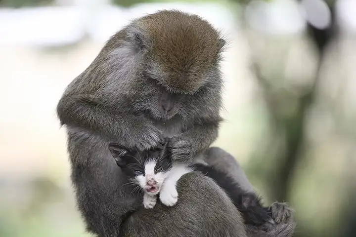 Long-Tailed-Monkey-Acts-A-012.webp