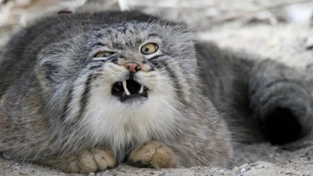 manul (3).jpg