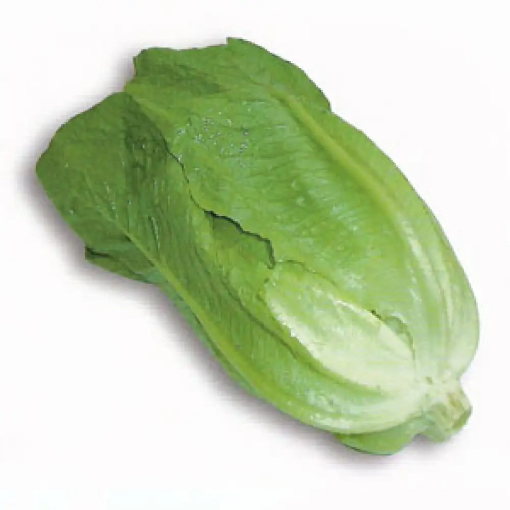 marul-1000x1000.webp