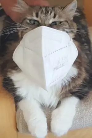 maske.webp