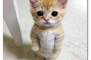 masum-kedi-302x201.webp