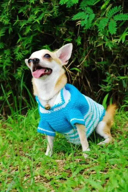 mavi-köpek-giysisi.webp