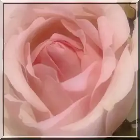 mayıs ayylık (4).webp