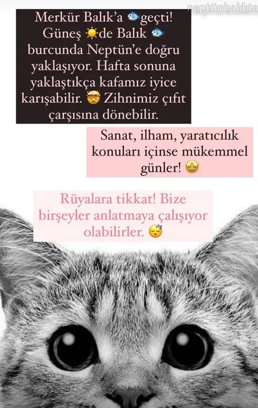 mer bal77.webp