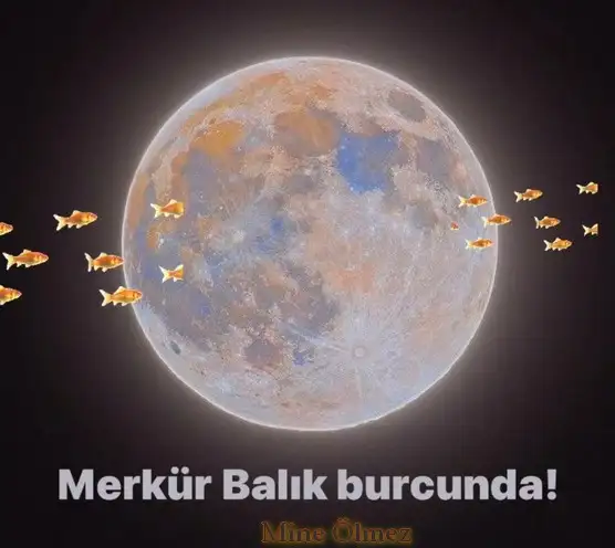 mer bl (2).webp