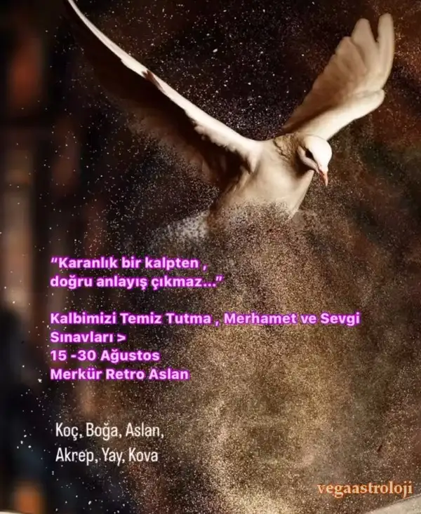 mer ret5 (1).webp