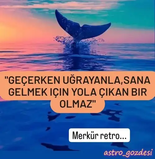 mer13.webp