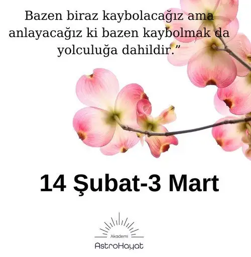 merbal8 (3).webp