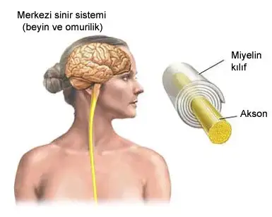 merkezi-sinir-sistemi.webp