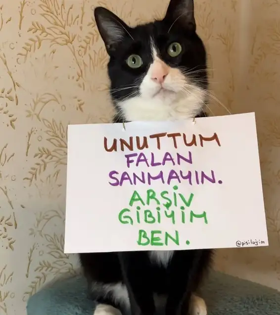 mesajlı kediler (1).webp