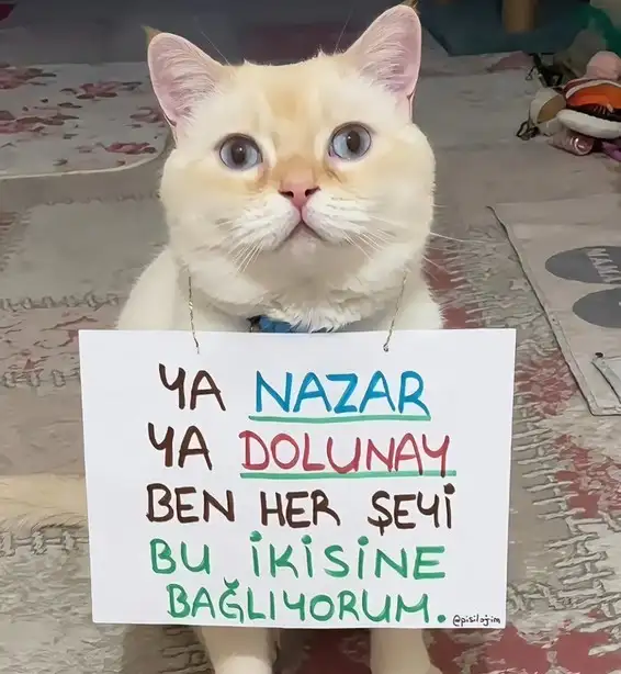 mesajlı kediler (10).webp