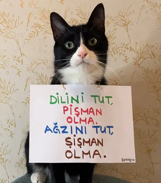 mesajlı kediler (11)c.webp