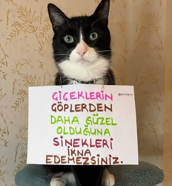 mesajlı kediler (11).webp