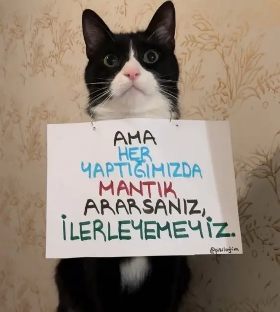 mesajlı kediler (12)c.webp