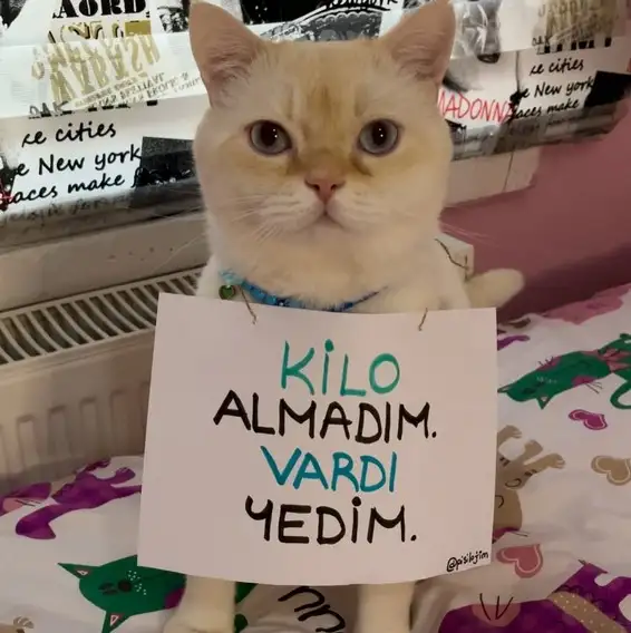 mesajlı kediler (2).webp