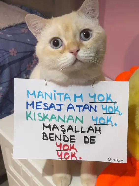 mesajlı kediler (3).webp