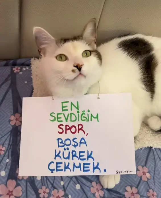 mesajlı kediler (4).webp