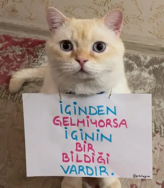 mesajlı kediler (6).webp