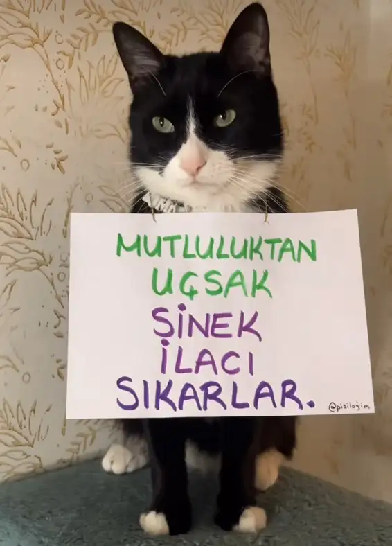 mesajlı kediler (7).webp