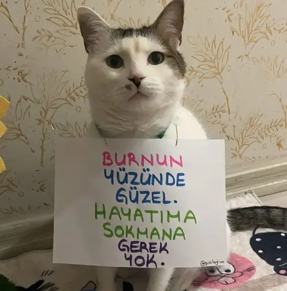mesajlı kediler (8).webp