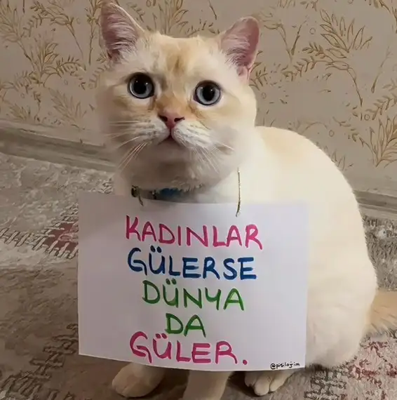 mesajlı kediler (9).webp