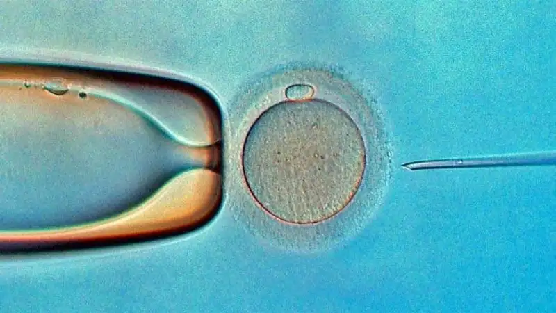 microinjection-1.webp