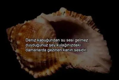 miftaa21_1353846583109.webp