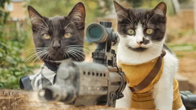 military-trained-cats-save-a-fel.webp