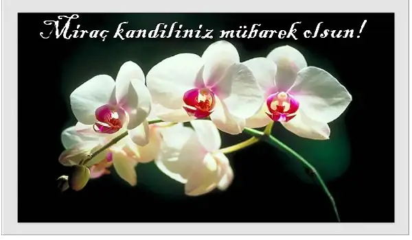 mirac-kandili_54328.webp