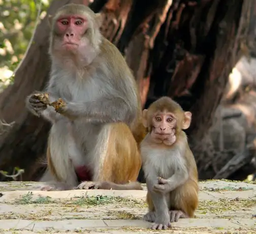 monkey-baby.webp