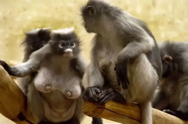 monkey-boobs.webp