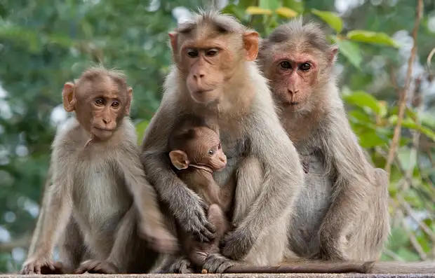 monkeys_family.webp