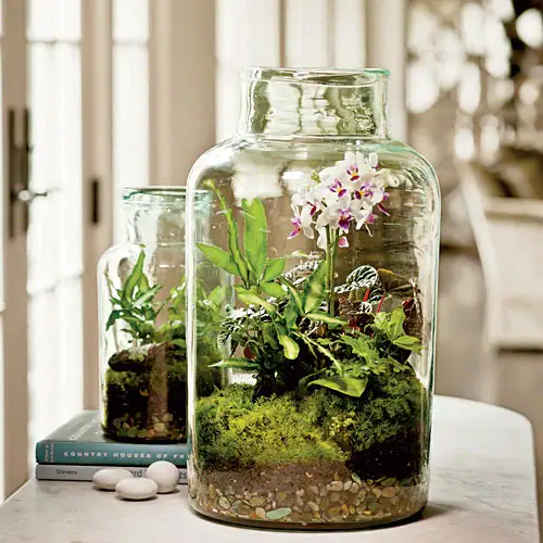 moth-orchid-fern-moss-terrarium-x.webp